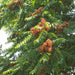 ailanthus excelsa - 0.5 kg seeds