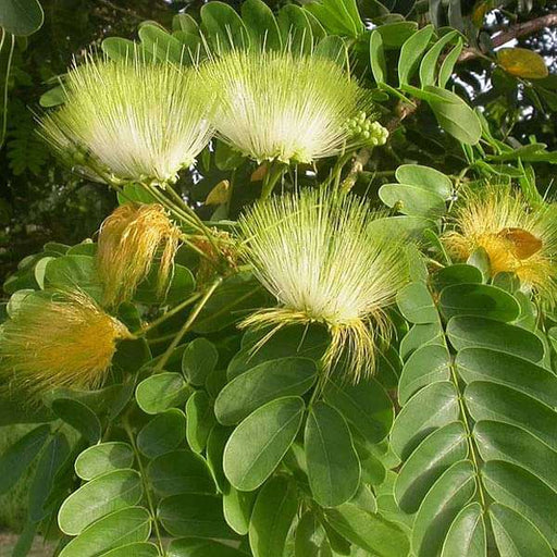 albizia lebbeck - 0.5 kg seeds