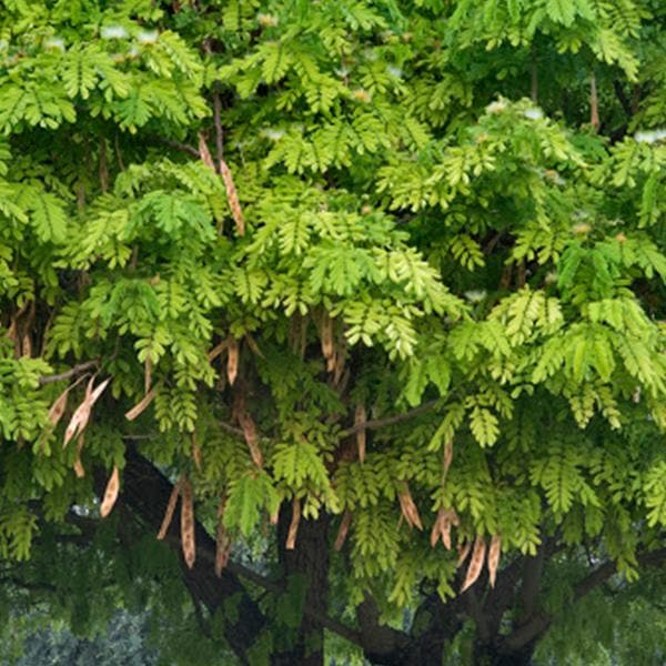 albizia lebbeck - 0.5 kg seeds