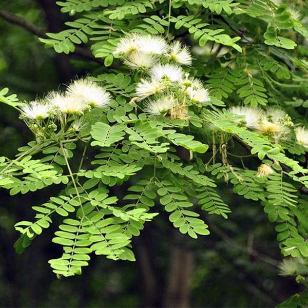 albizia procera - 0.5 kg seeds