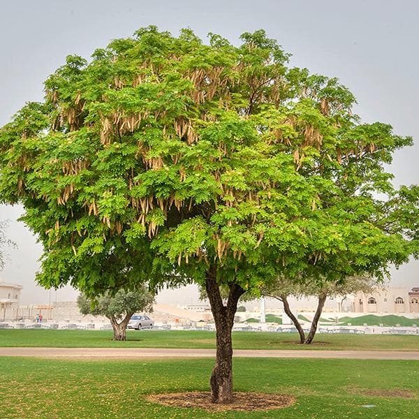 albizia richardiana - 0.5 kg seeds