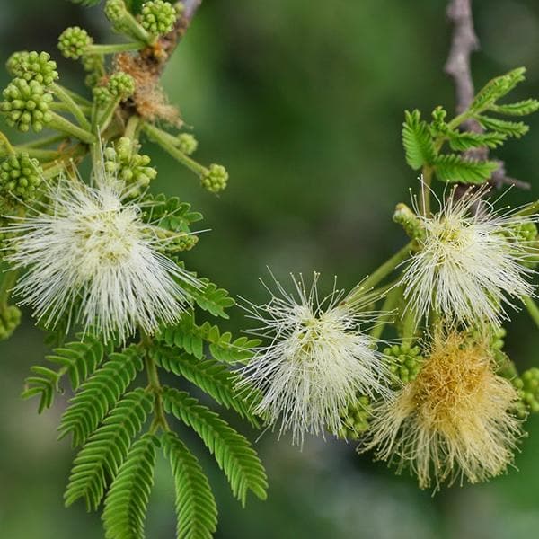 albizia richardiana - 0.5 kg seeds