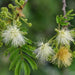 albizia richardiana - 0.5 kg seeds