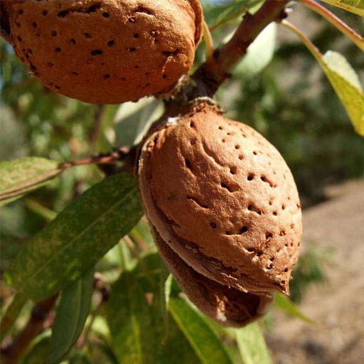 almond - 0.5 kg seeds