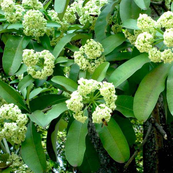 alstonia scholaris - 0.5 kg seeds