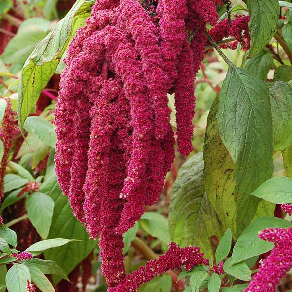 amaranthus cadatus red - desi flower seeds