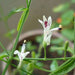 andrographis paniculata - 0.5 kg seeds