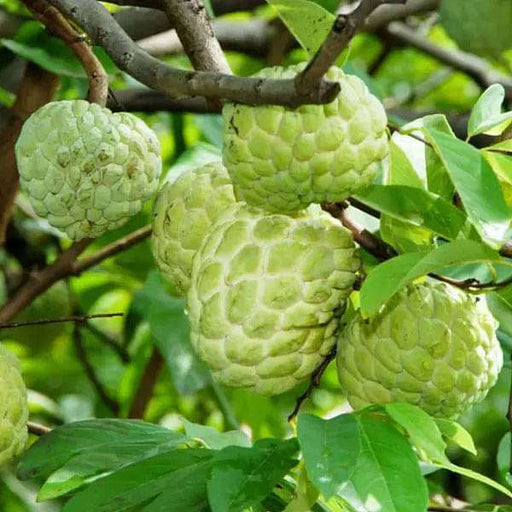 annona squamosa sharifa - 0.5 kg seeds