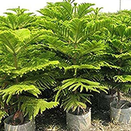 araucaria cunninghamii - 0.5 kg seeds