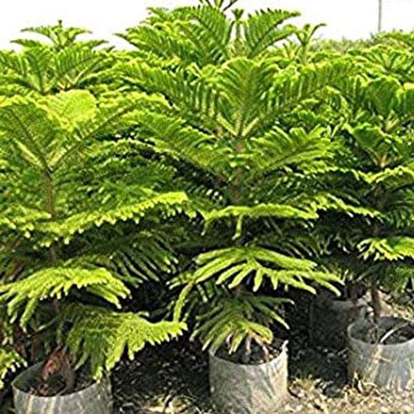 araucaria cunninghamii - 0.5 kg seeds