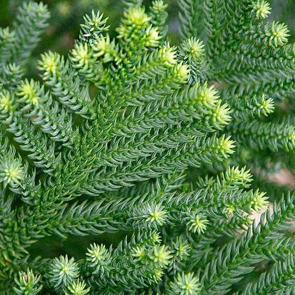 araucaria cunninghamii - 0.5 kg seeds