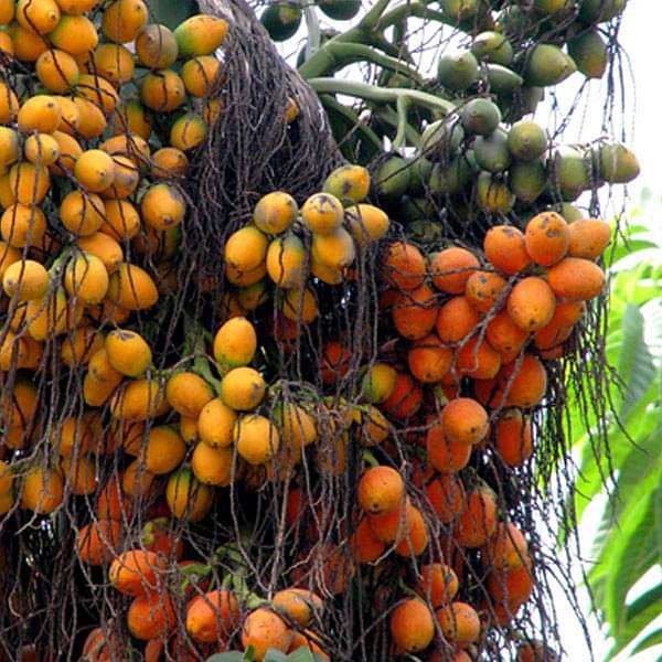 areca catechu - 0.5 kg seeds