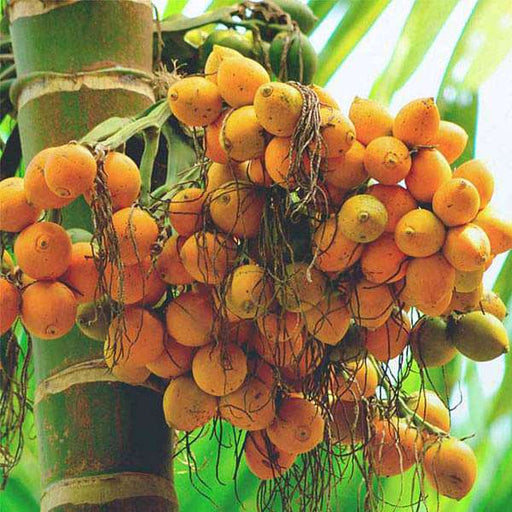 areca palm - 0.5 kg seeds