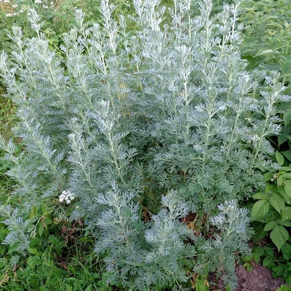 artemisia absinthium - 0.5 kg seeds