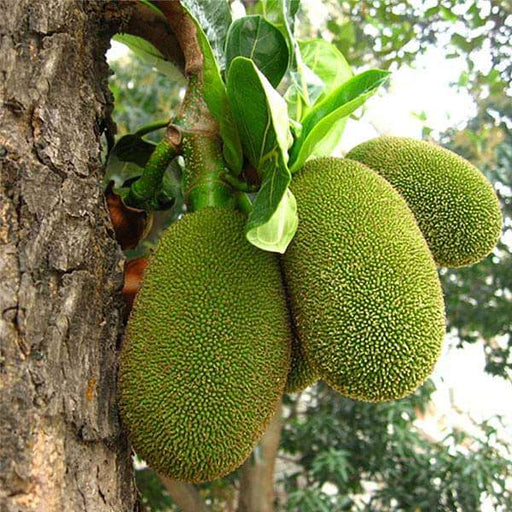 artocarpus heterophyllus - 0.5 kg seeds