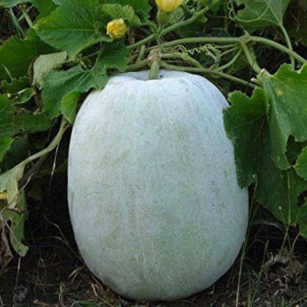 ash gourd - vegetable seeds