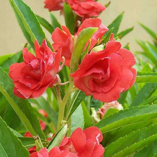 balsam rose - desi flower seeds