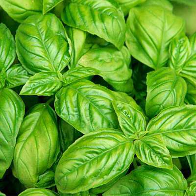 basil leaf italian broad - herb seeds