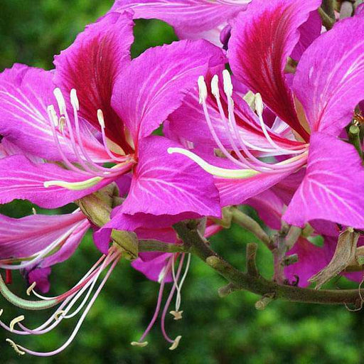 bauhinia purpurea - 0.5 kg seeds