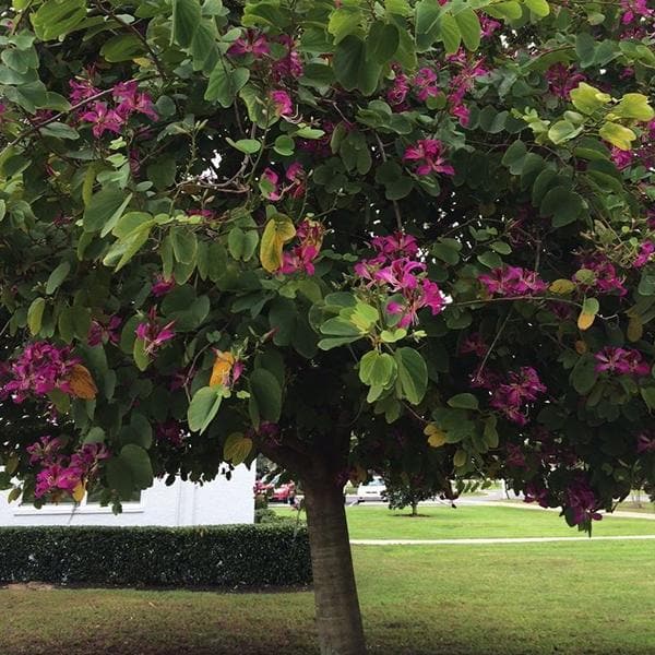 bauhinia purpurea - 0.5 kg seeds