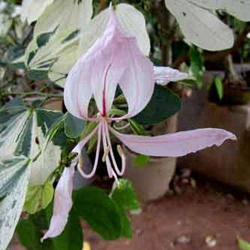 bauhinia variegated - 0.5 kg seeds