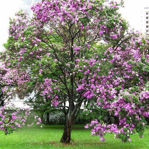 bauhinia variegated - 0.5 kg seeds