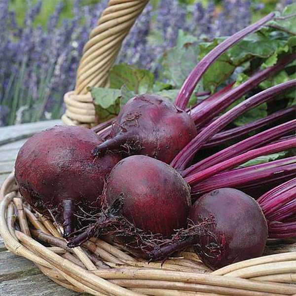 beetroot f1 hybrid - vegetable seeds