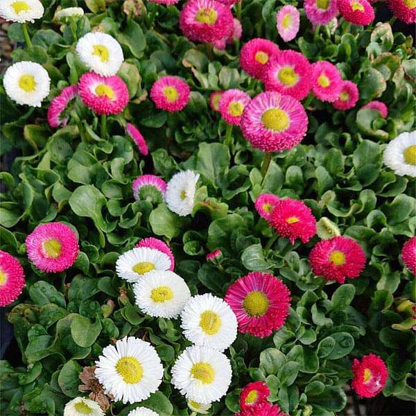 bellis perensis - flower seeds