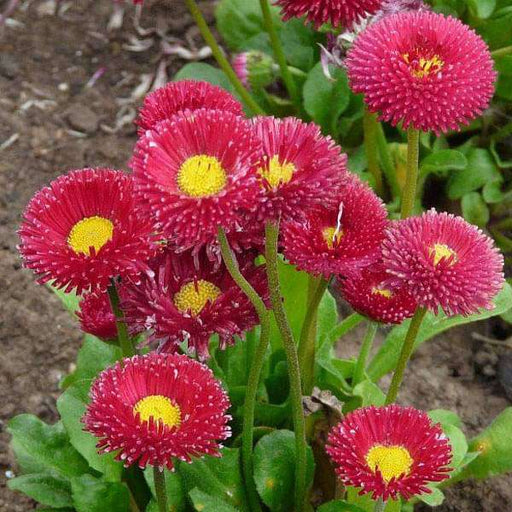 bellis perensis - flower seeds