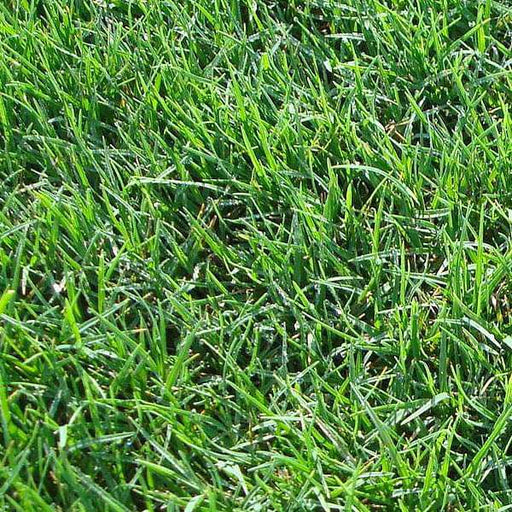 bermuda lawn grass - 0.5 kg seeds