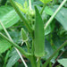 bhindi - vegetable seeds