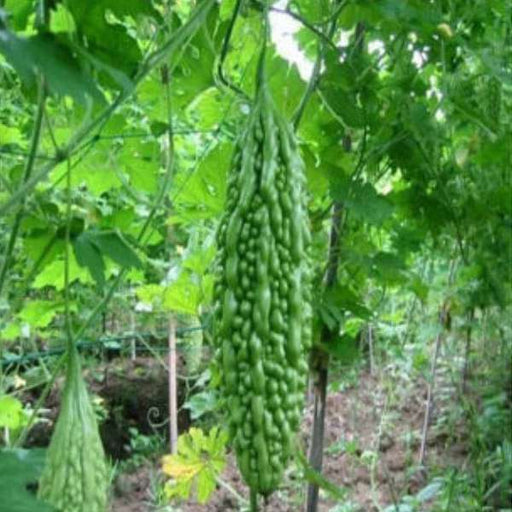 bitter gourd chaman - desi vegetable seeds