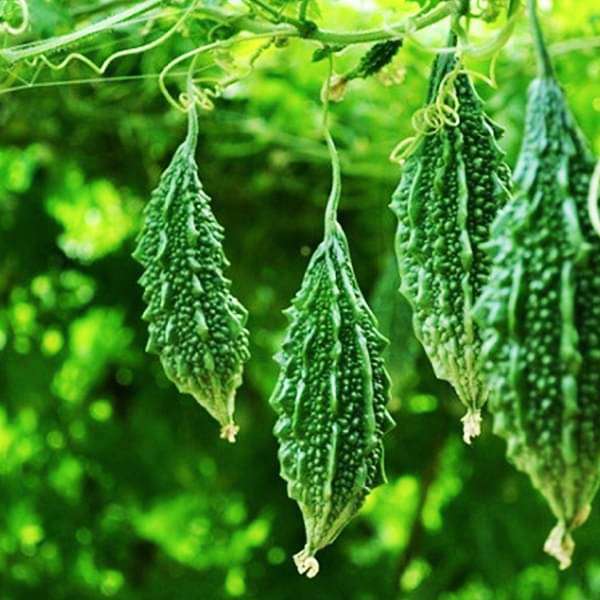 bitter gourd f1 santur - vegetable seeds