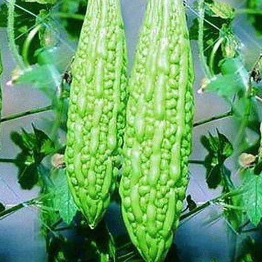 bitter gourd jhalri long - desi vegetable seeds