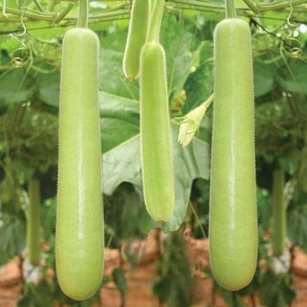 bottle gourd extra long - organic vegetable seeds