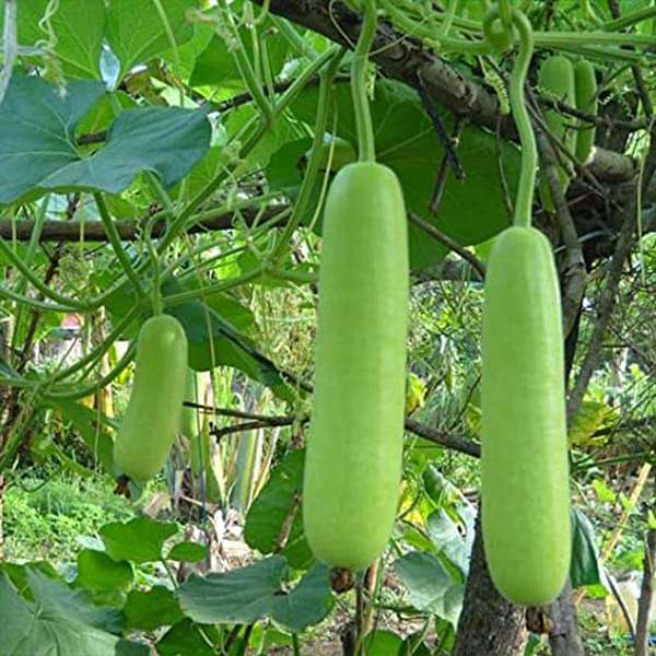 bottle gourd f1 rama - vegetable seeds