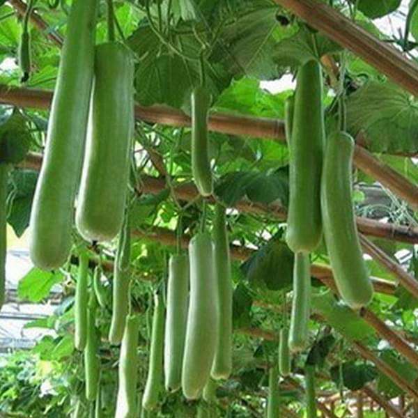 bottle gourd g2 - desi vegetable seeds