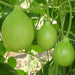 bottle gourd round - desi vegetable seeds