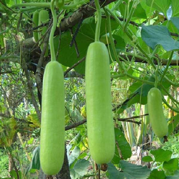 bottle gourd summer special - desi vegetable seeds