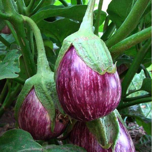 brinjal cvk mk - vegetable seeds