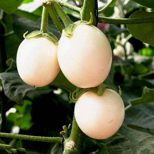 brinjal f1 aveo round - vegetable seeds