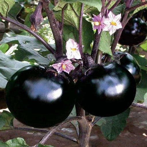 brinjal f1 hybrid round - vegetable seeds