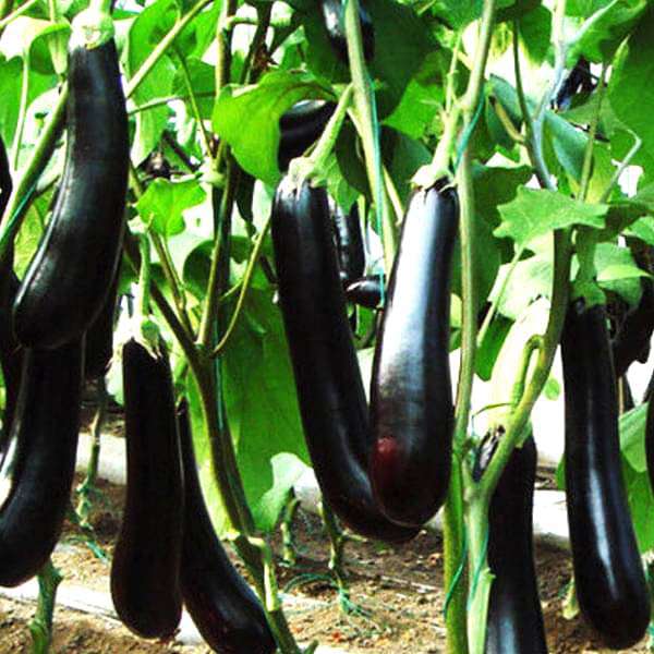 brinjal f1 purple long - vegetable seeds