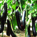 brinjal f1 purple long - vegetable seeds