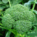 broccoli green imported - vegetable seeds