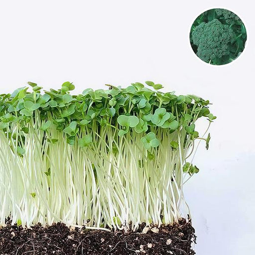 broccoli green sprouting calabrese - microgreen seeds