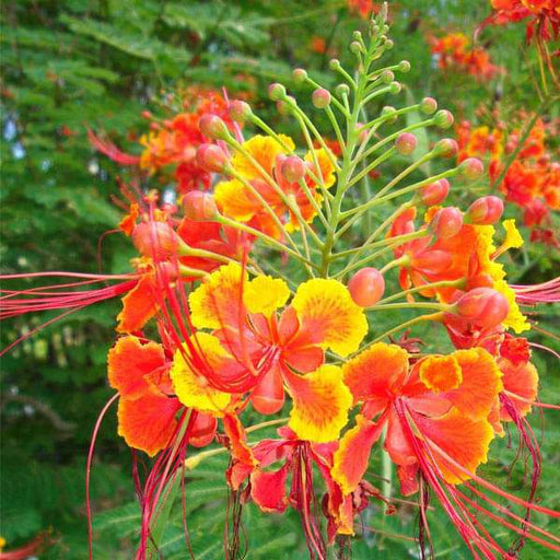 caesalpinia pulcherrima - 0.5 kg seeds