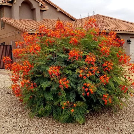 caesalpinia pulcherrima - 0.5 kg seeds