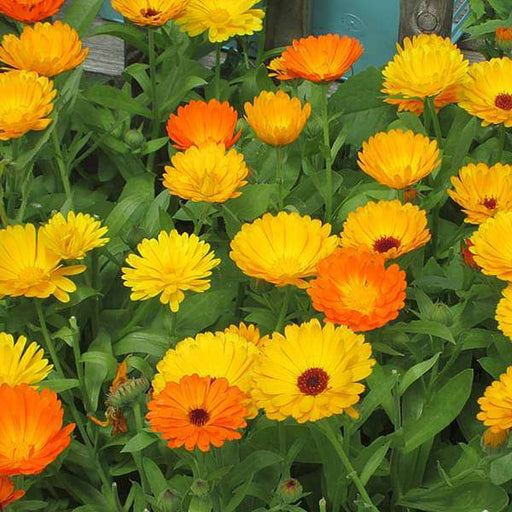 calendula bon bon mixed color - flower seeds