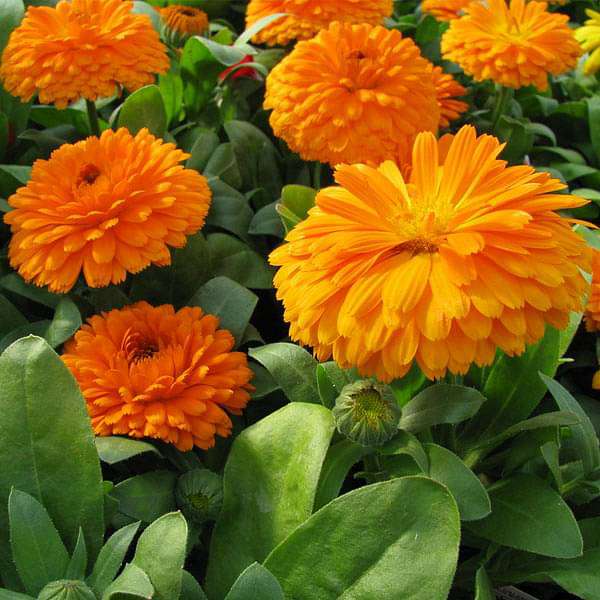 calendula bon bon orange - flower seeds